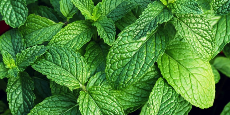 Garden Mint 8oz